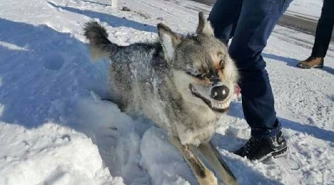 Sarıkamış'ta bir kurt soğuktan donmuş halde bulundu