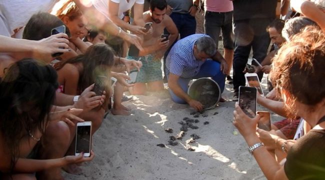 79 kaplumbağa yavrusu denize kavuştu 