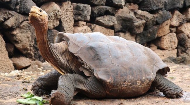 Dev kaplumbağa Diego, Galapagos Adaları'na geri dönüyor