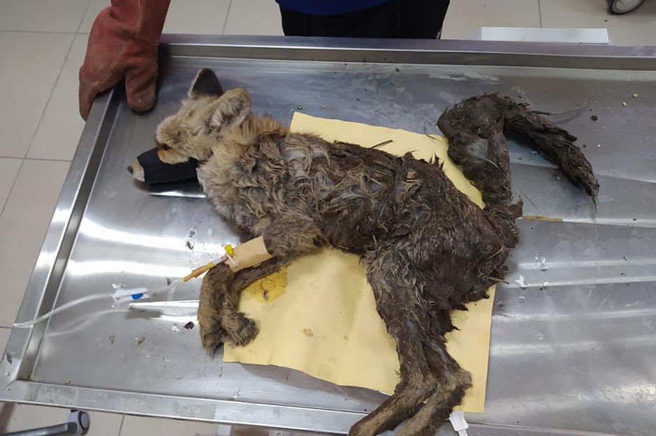 Kars'ta yaralı tilki tedavi altına alındı